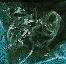 (2-torus jellyfish icon)