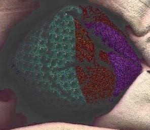 2-torus with hyperbolic octagon